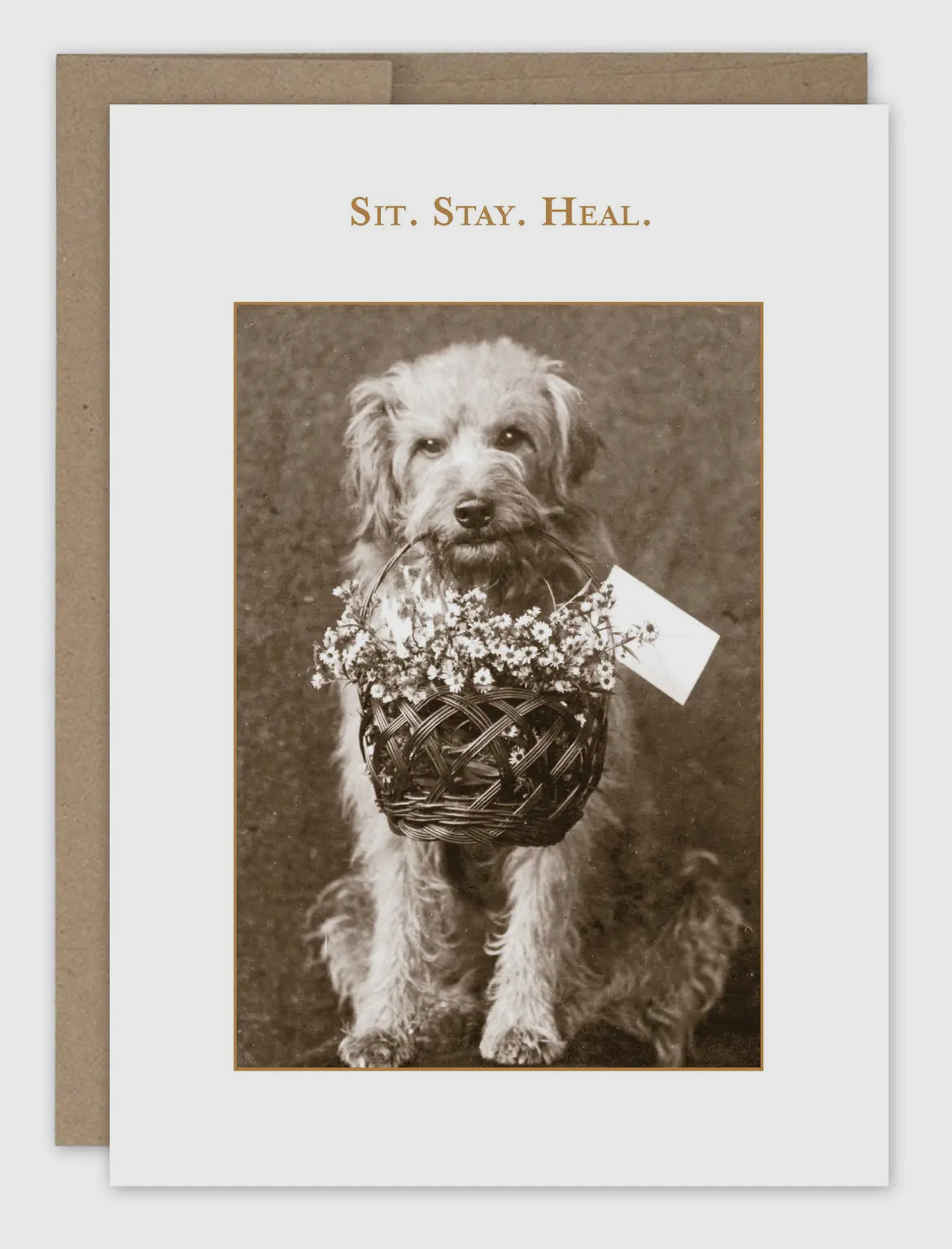 Sit. Stay. Heal Get Well Card